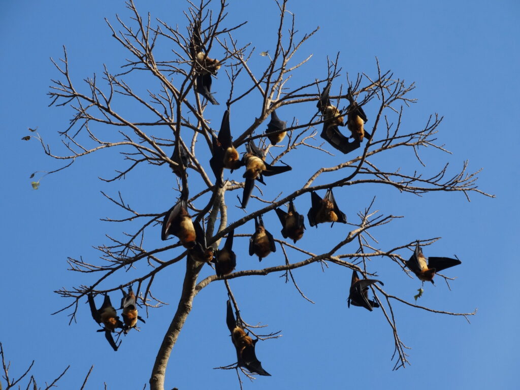 Bats in Home Charles County Department of Health